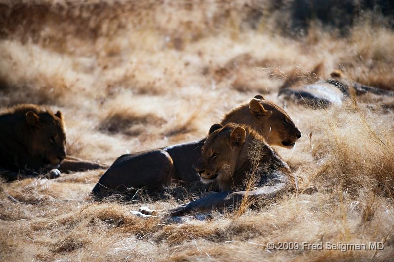 20090611_083710 D3 X1.jpg - Here we are looking at some relatively young female lions.  Most are sisters